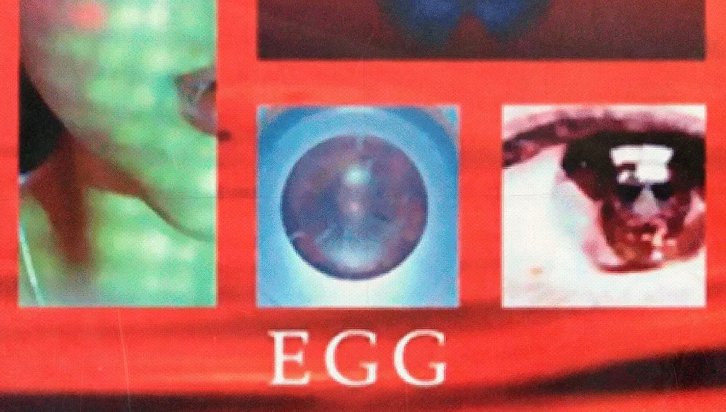 
  egg (2005)
